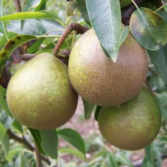 Pyrus communis Téli Esperes - Téli Espesres körte