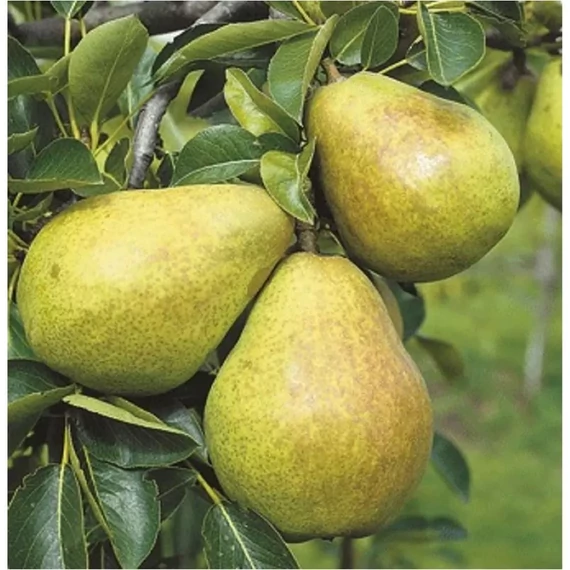 Pyrus communis Vilmos - Vilmos körte