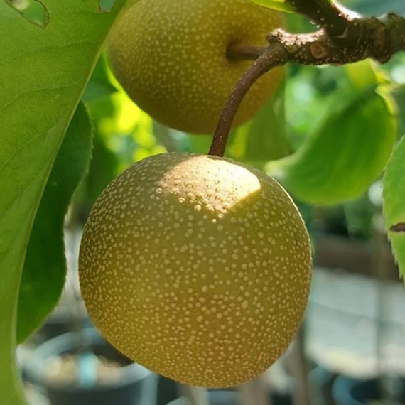 Pyrus pyrifolia Nashi - Nashi körte