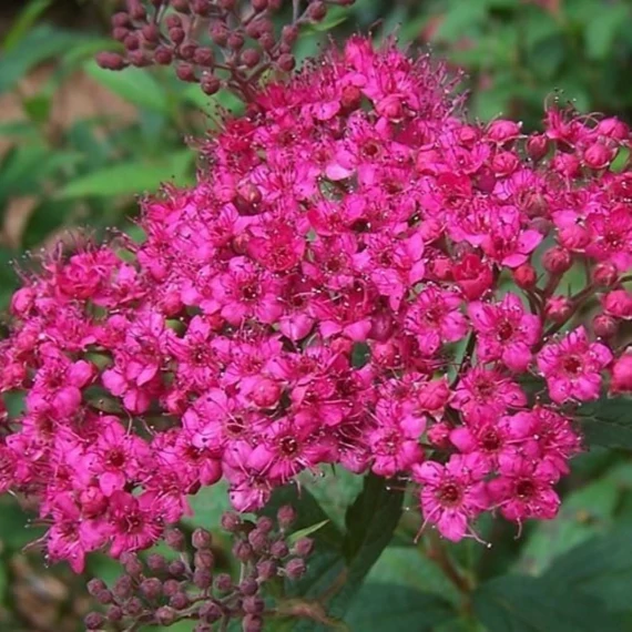 Spiraea japonica Anthony Waterer - Pompás japán gyöngyvessző