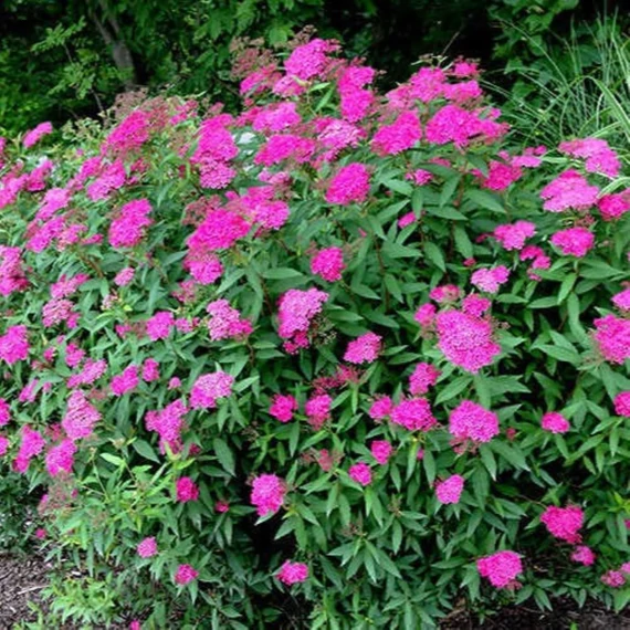 Spiraea japonica Anthony Waterer - Pompás japán gyöngyvessző