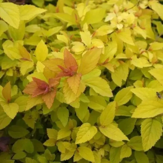 Spiraea japonica Golden Princess - Aranylevelű japán gyöngyvessző