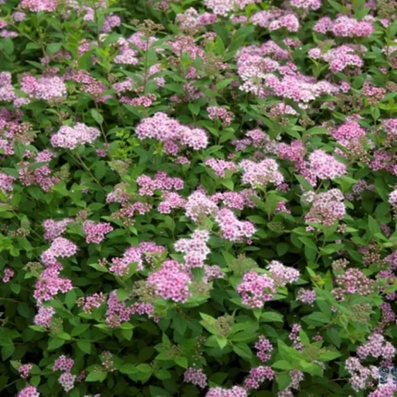Spiraea japonica Little Princes - Japán gyöngyvessző