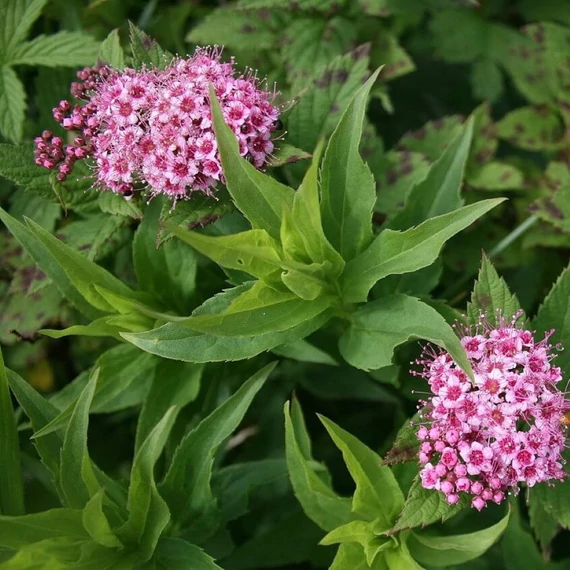 Spiraea japonica Little Princes - Japán gyöngyvessző