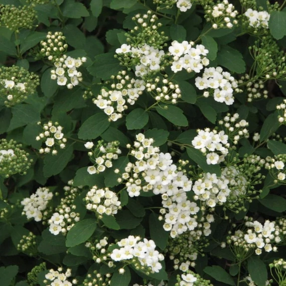 Spiraea vanhouttei - Közönséges gyöngyvessző