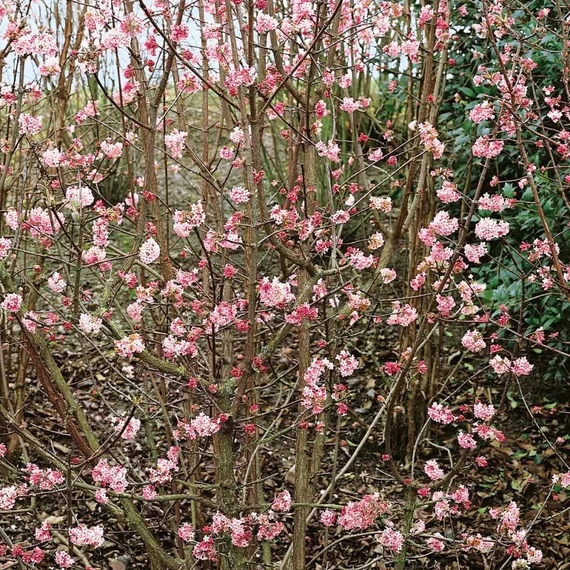 Viburnum bodnantense Dawn- Kikeleti bangita