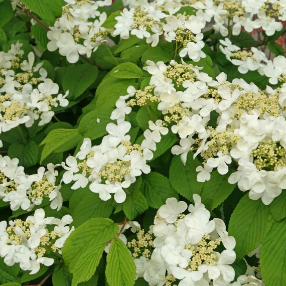 Viburnum plicatum Mariesii  - Redős levelű bangita