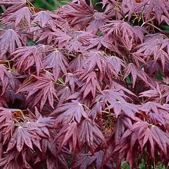 Acer palmatum Atropurpureum - Japán juhar