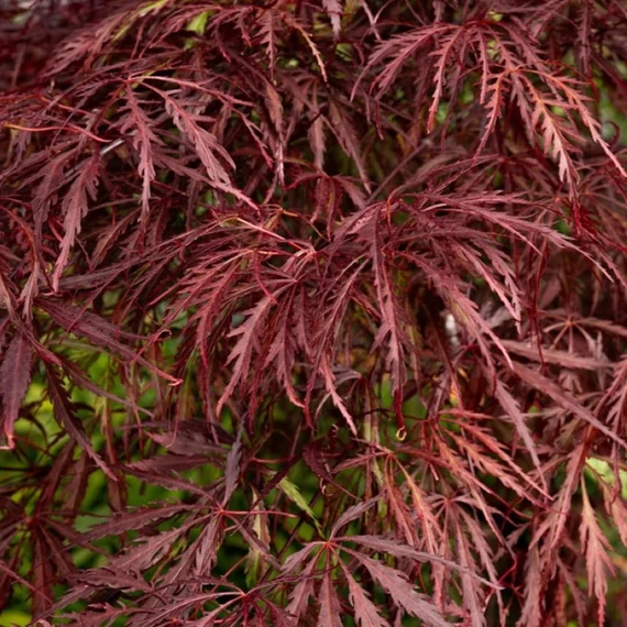 Acer palmatum dissectum Tamukeyama - Szeldelt levelű, törzses, csüngő japán juhar
