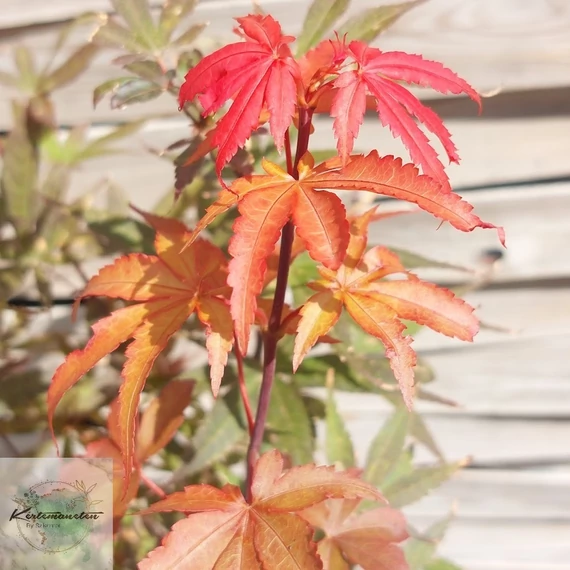 Acer palmatum Skeeters Broom - Oszlopos japán juhar