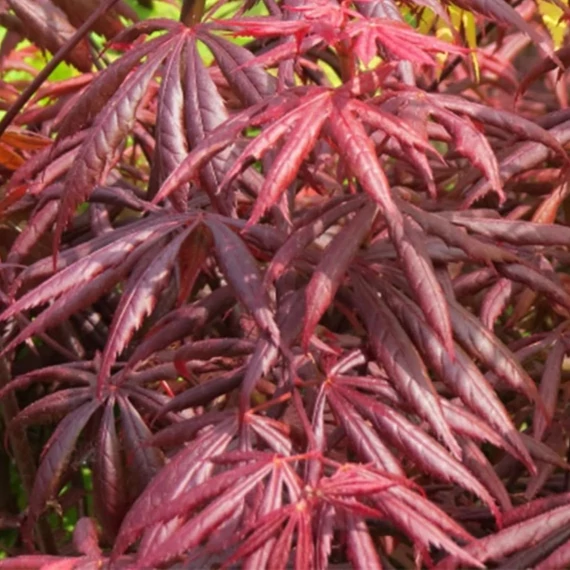 Acer palmatum Starfish -  Japán juhar
