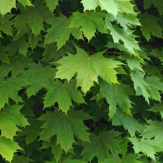 Acer platanoides Columnare - Oszlopos korai juhar
