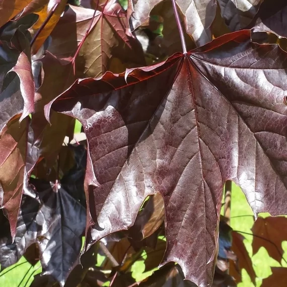 Acer platanoides Crimson King - Bordó lvevlű juhar (Vérjuhar)