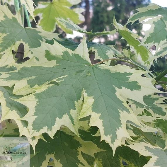 Acer platanoides Drummondi - Tarka levelű korai juhar