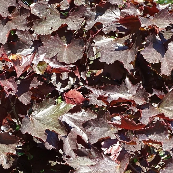 Acer platanoides Faassen's Black (Crimson King) - Többtörzses vérjuhar