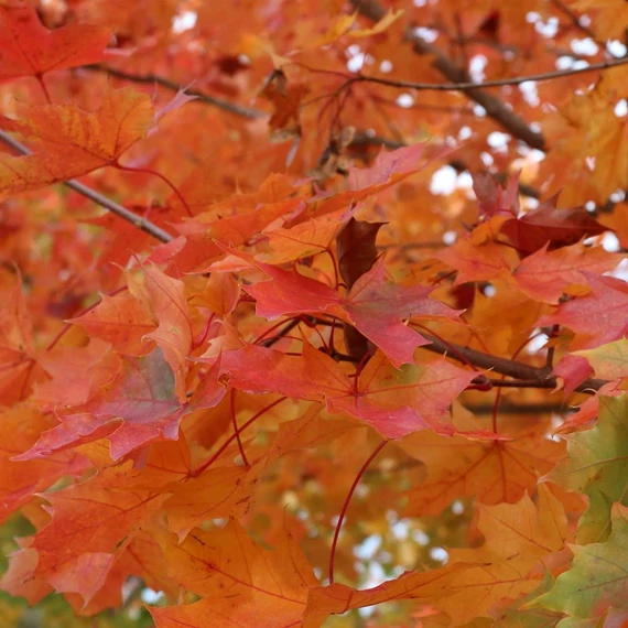 Acer platanoides Pacific Sunset - Vöröslő juhar