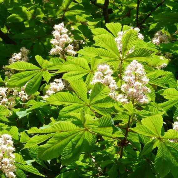 Aesculus hippocastanum Baumanni - Teltvirágú fehér vadgesztenye