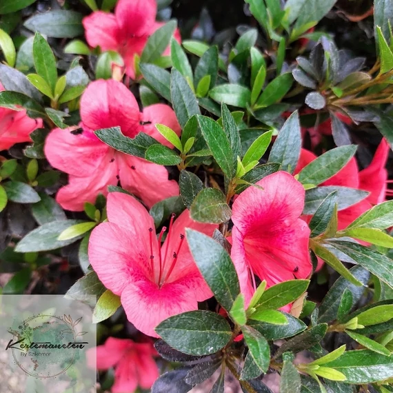 Azalea japonica  - Örökzöld Havasszépe