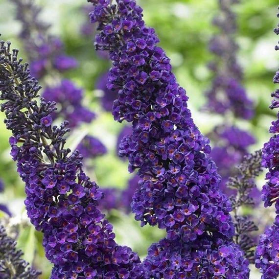 Buddleja davidii Black Knight - Nyáriorgona
