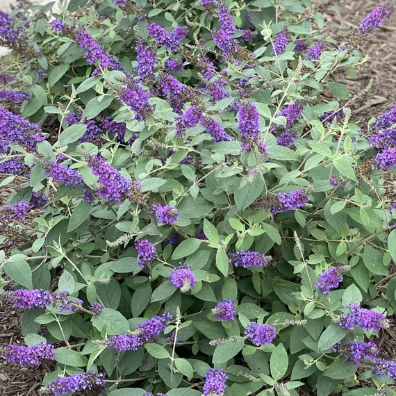 Buddleja davidii Blue Chip - Törpe nyáriorgona