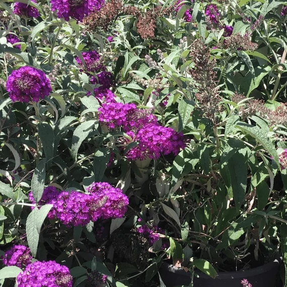 Buddleja davidii Royal Red - Nyáriorgona