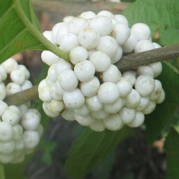 Callicarpa japonica Leucocarpa - Japán lilabogyó (fehér termésű)