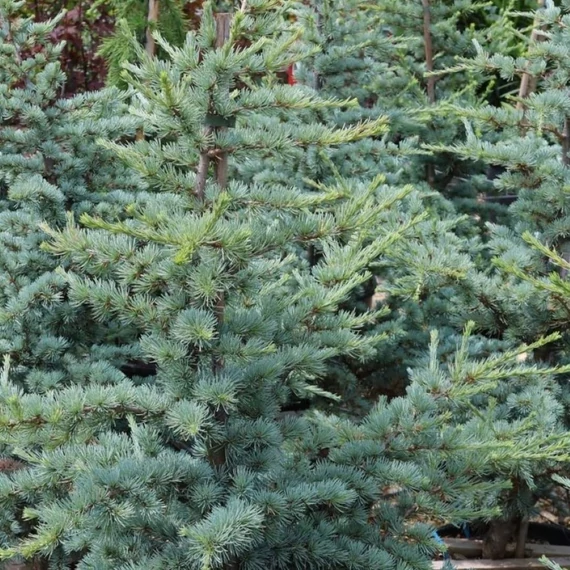 Cedrus atlantica Glauca - Kék Atlasz Cédrus
