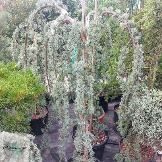 Cedrus atlantica Glauca Pendula - Csüngő Kék Atlasz Cédrus