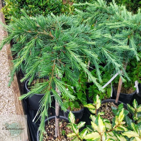 Cedrus deodara Feelin Blue - Törzsre oltott, Kék terülő himalájai cédrus