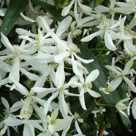 Clematis armandii Enham Star - Örökzöld iszalag