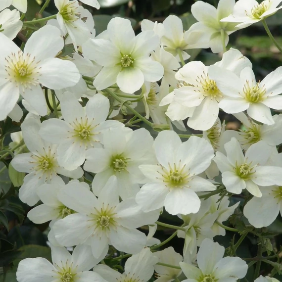 Clematis cartmanii Avalanche - Ngyvirágú örökzöld iszalag