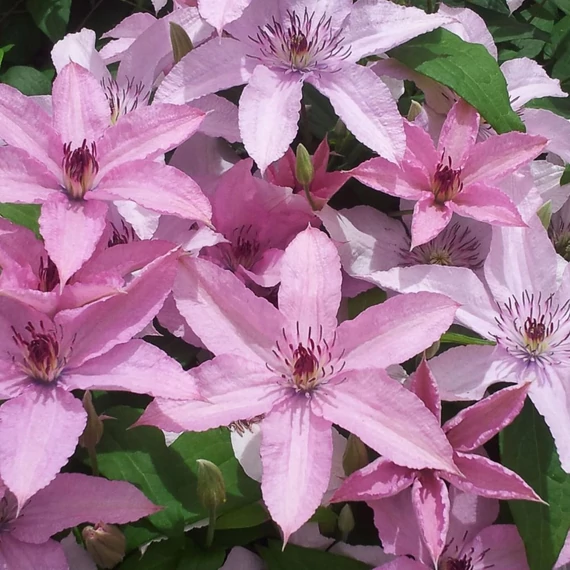 Clematis hagley Hybrid - Ngyvirágú iszalag