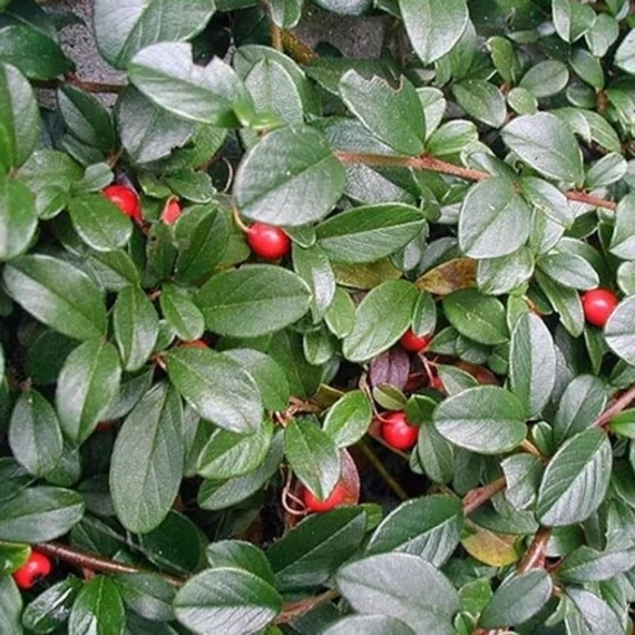 Cotoneaster horizontalis Bella - Kúszó madárbirs