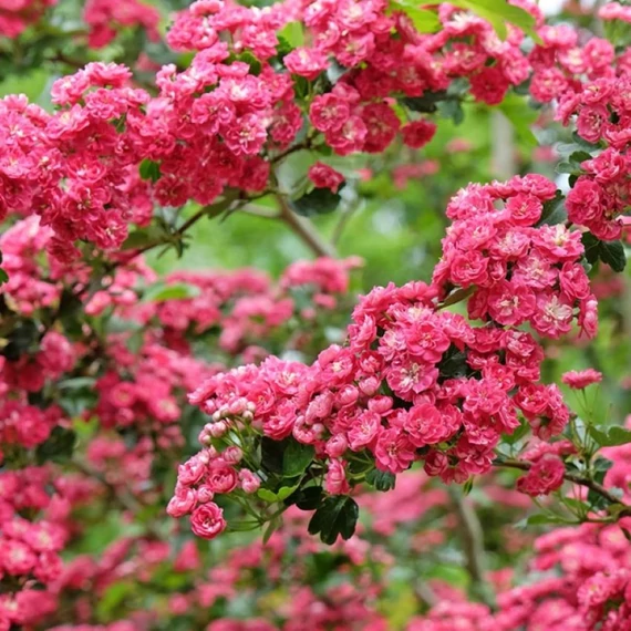 Crataegus laevigata Paul's Scarlet - Díszgalagonya