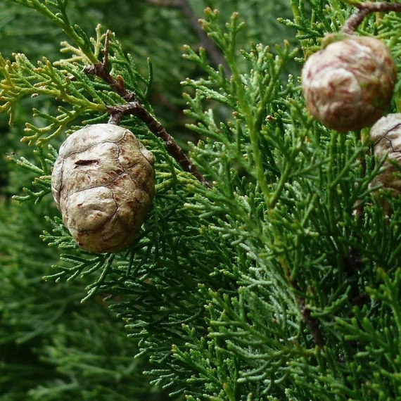 Cupressus sempervirens Totem - Európai ciprus