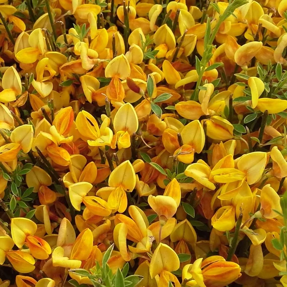 Cytisus scoparius Apricot Gem  - Zanót narancsos rózsaszín