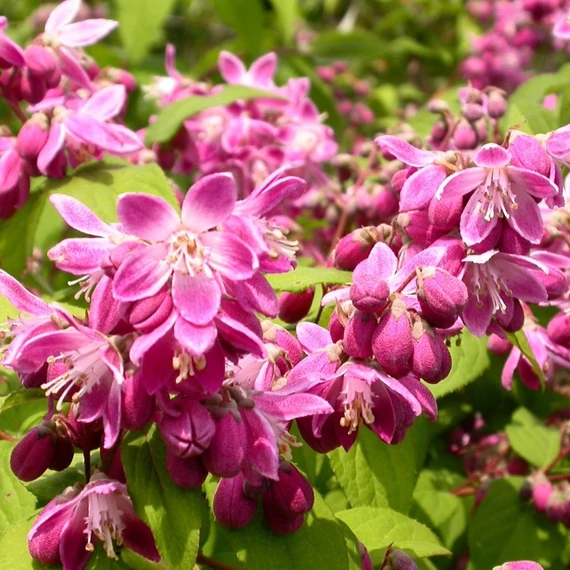 Deutzia hybrida Strawberry Fields - Gyöngyvirágcserje