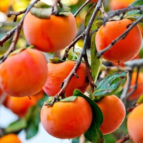 Diospyros kaki Brillante - Brillante datolyaszilva
