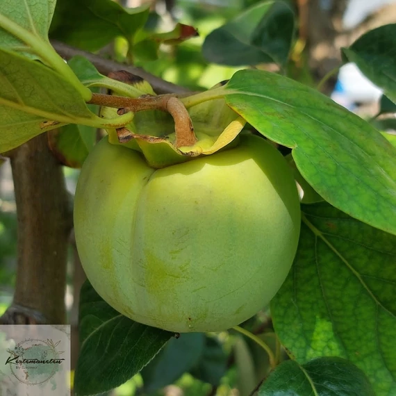 Diospyros kaki Tipo - Tipo datolyaszilva
