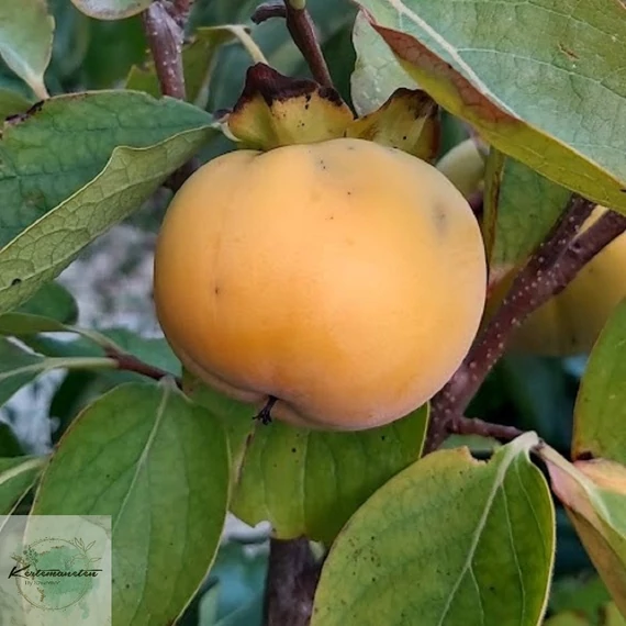 Diospyros kaki Tipo - Tipo datolyaszilva