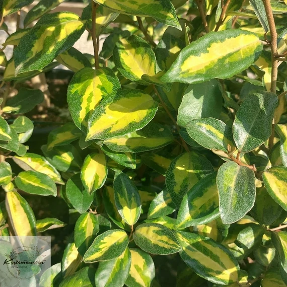 Elaeagnus ebbingeii Limelight - Sárga-tarka  széleslevelű Ezüstfa