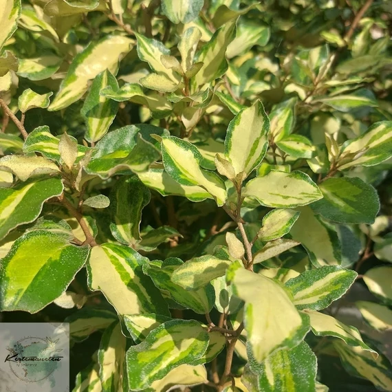 Elaeagnus ebbingeii Marilyne - Tarka levelű Ezüstfa