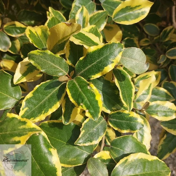 Elaeagnus ebbingeii Vivileg - Széleslevelű Ezüstfa