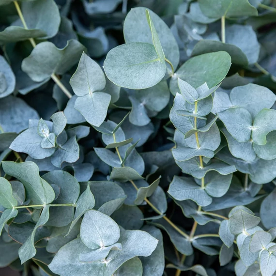 Eucalyptus gunnii Blue Ice - Havasi eukaliptusz