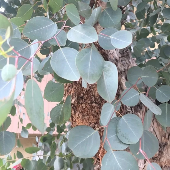 Eucalyptus polyanthemus -   Vörös eukaliptusz