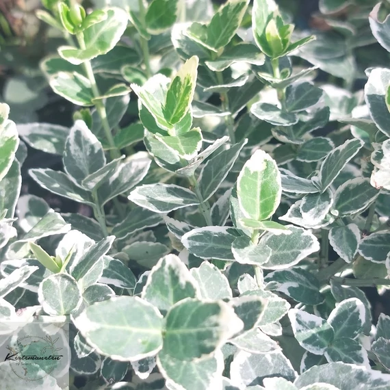 Euonymus fortunei Emerald Gaiety-Fehértarka kúszó kecskerágó