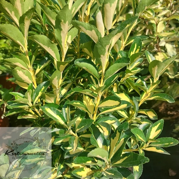 Eunymus japonicus Aureopictus-Japán kecskerágó