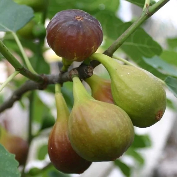 Ficus carica Györöki lapos - Füge