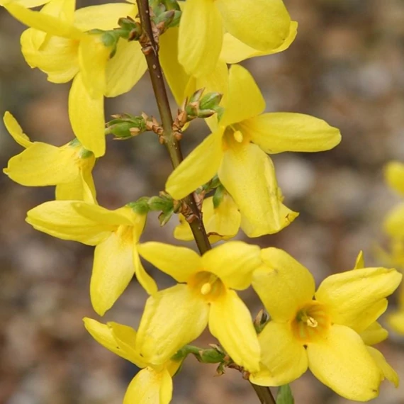 Forsythia intermedia Lynwood - Aranyvessző