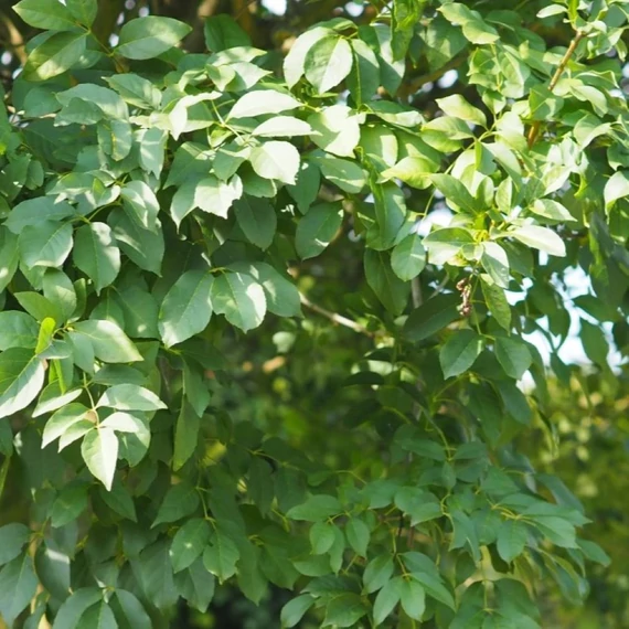 Fraxinus ornus Mecsek - Gömb virágos kőris